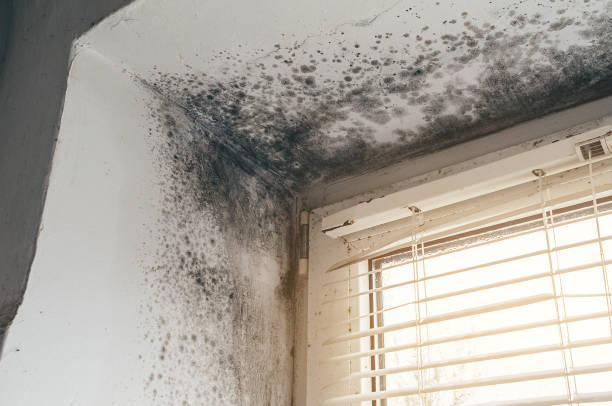 Mold Removal service in Virginia Beach